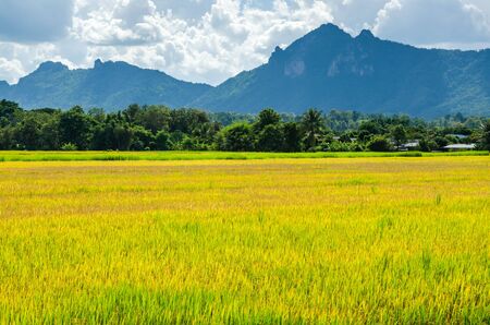 rice field in nature backgroundの写真素材