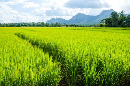 rice field in nature backgroundの写真素材