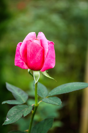 rose pink flower in nature backgroundの写真素材