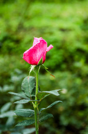 rose pink flower in nature backgroundの写真素材