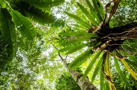 tree with fern in rainforestの写真素材