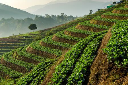vegetable farm on terraced in morningの写真素材