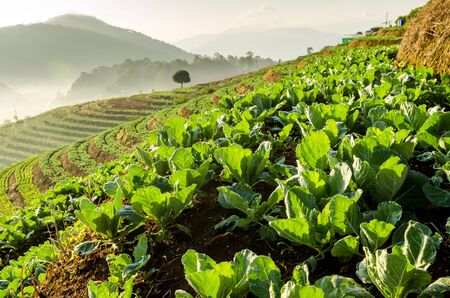 vegetable farm on terraced in morningの写真素材