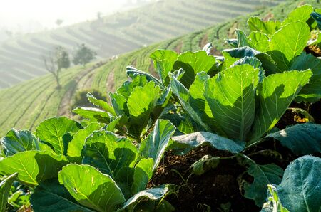 vegetable farm on terraced in morningの写真素材