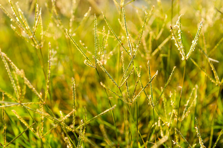 fresh green grass in nature backgroundの写真素材