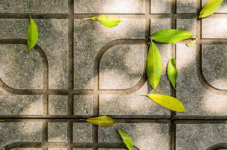 gray pavement of rectangles texture background with leafの写真素材