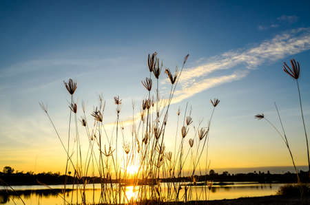 Long summer dry grass against a sunset.の写真素材