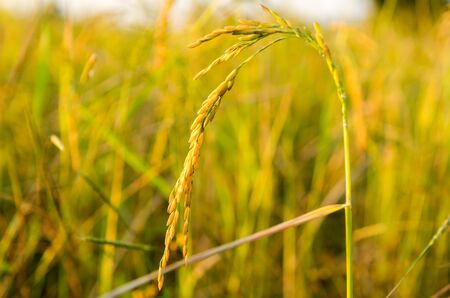 rice field in nature backgroundの写真素材