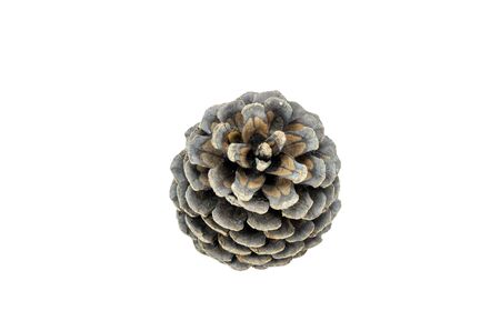 Christmas pine cones isolated on white backgroundの写真素材