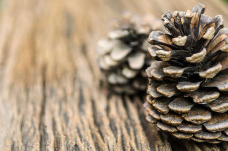 wood background with Christmas pine conesの写真素材