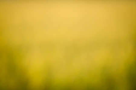 yellow and green smooth abstract background with shining light from water reflectionの写真素材