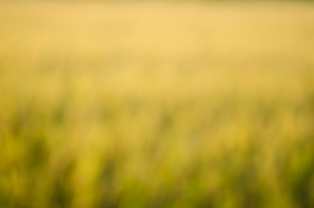 yellow and green smooth abstract background with shining light from water reflectionの写真素材