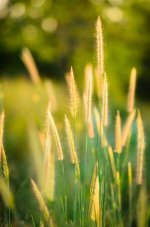 grass flower on bokeh backgroundの写真素材