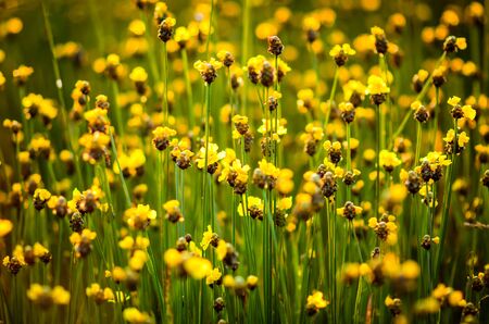grass flower in a green grass field backgroundの写真素材