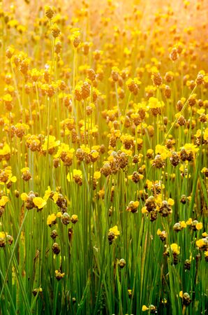 grass flower in a green grass field backgroundの写真素材