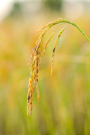rice field in nature backgroundの写真素材