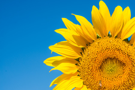 flower of sunflower against a blue skyの写真素材