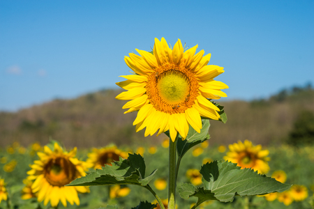 flower of sunflower against a blue skyの写真素材
