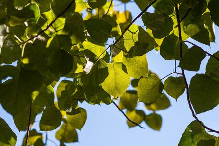 Green leaf background and texturedの写真素材