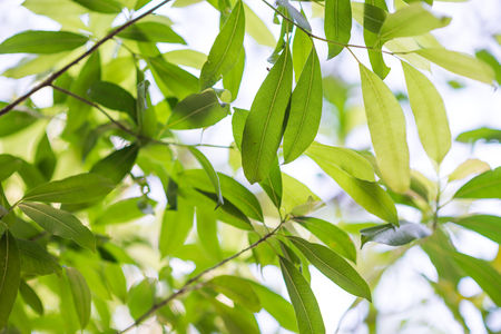 Green leaf background and texturedの写真素材