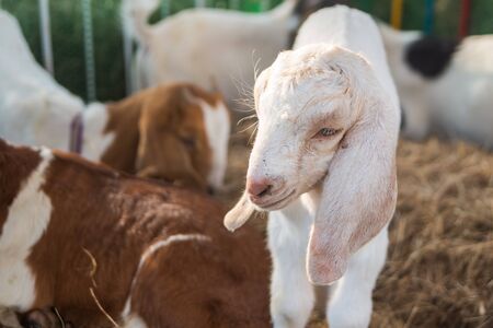 Close-up profile of a white goatの写真素材
