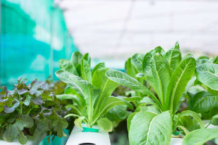 Hydroponics vegetable growing in the nurseryの写真素材