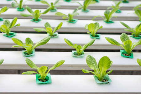 Hydroponics vegetable growing in the nurseryの写真素材