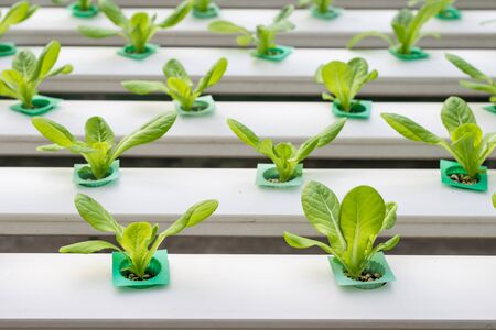 Hydroponics vegetable growing in the nurseryの写真素材