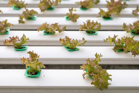 Hydroponics vegetable growing in the nurseryの写真素材