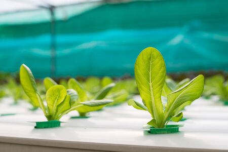 Hydroponics vegetable growing in the nurseryの写真素材