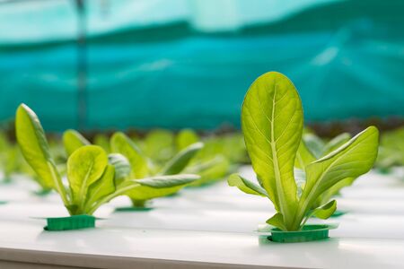 Hydroponics vegetable growing in the nurseryの写真素材