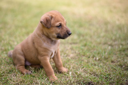 cute brown puppy with a black noseの写真素材
