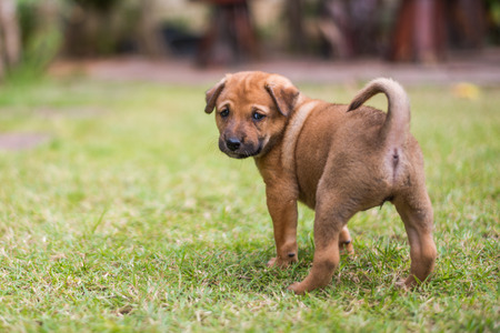 cute brown puppy with a black noseの写真素材