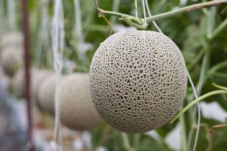 Fresh melon farming in Thailandの写真素材