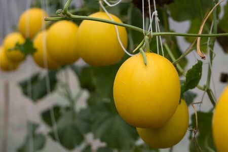 Fresh melon farming in Thailandの写真素材