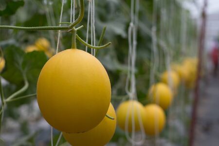 Fresh melon farming in Thailandの写真素材