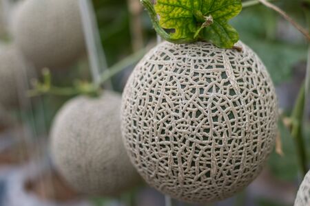 Fresh melon farming in Thailandの写真素材