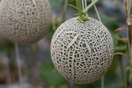 Fresh melon farming in Thailandの写真素材