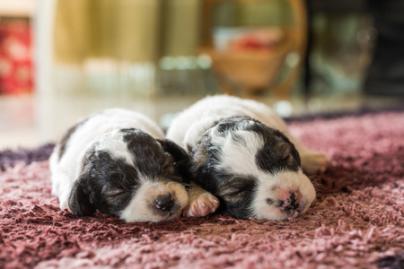 little puppy sleeping on the carpetの写真素材