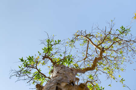 Perspective view of a tall tree in the summerの写真素材