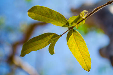 Close up view of a leaf  in summer timeの写真素材