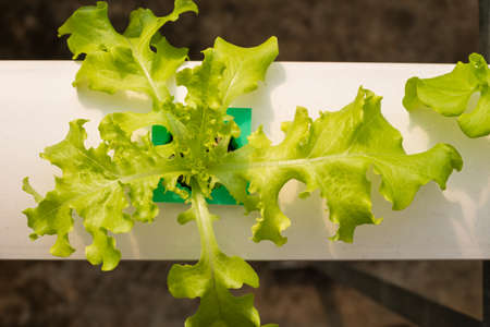 Hydroponics vegetable growing in the nurseryの写真素材