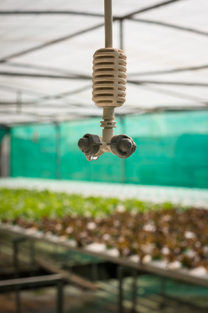 Sprinkler irrigation in hydroponics vegetable farmの写真素材