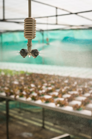 Sprinkler irrigation in hydroponics vegetable farmの写真素材