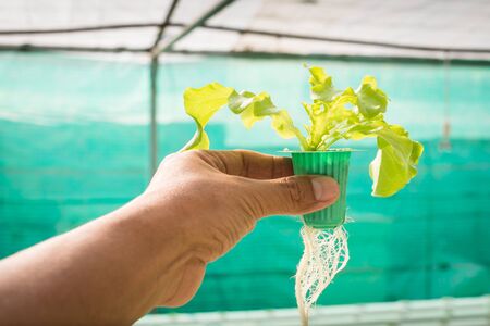 Organic hydroponic vegetable on hand in garden. farm
