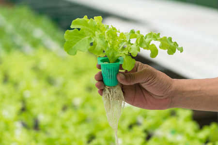 Organic hydroponic vegetable on hand in garden. farmの写真素材