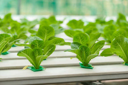 Hydroponics vegetable growing in the nurseryの写真素材