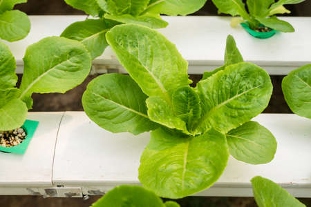 Hydroponics vegetable growing in the nurseryの写真素材