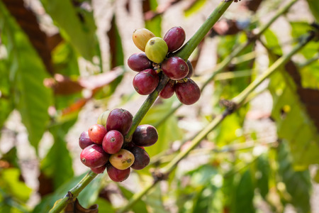 Raw coffee beans, fresh un plucked live coffee in the plantsの写真素材