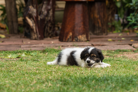 Puppy playing on the green grass gardenの写真素材